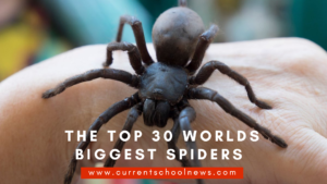 The Top 30 Worlds Biggest Spiders 2022 Update