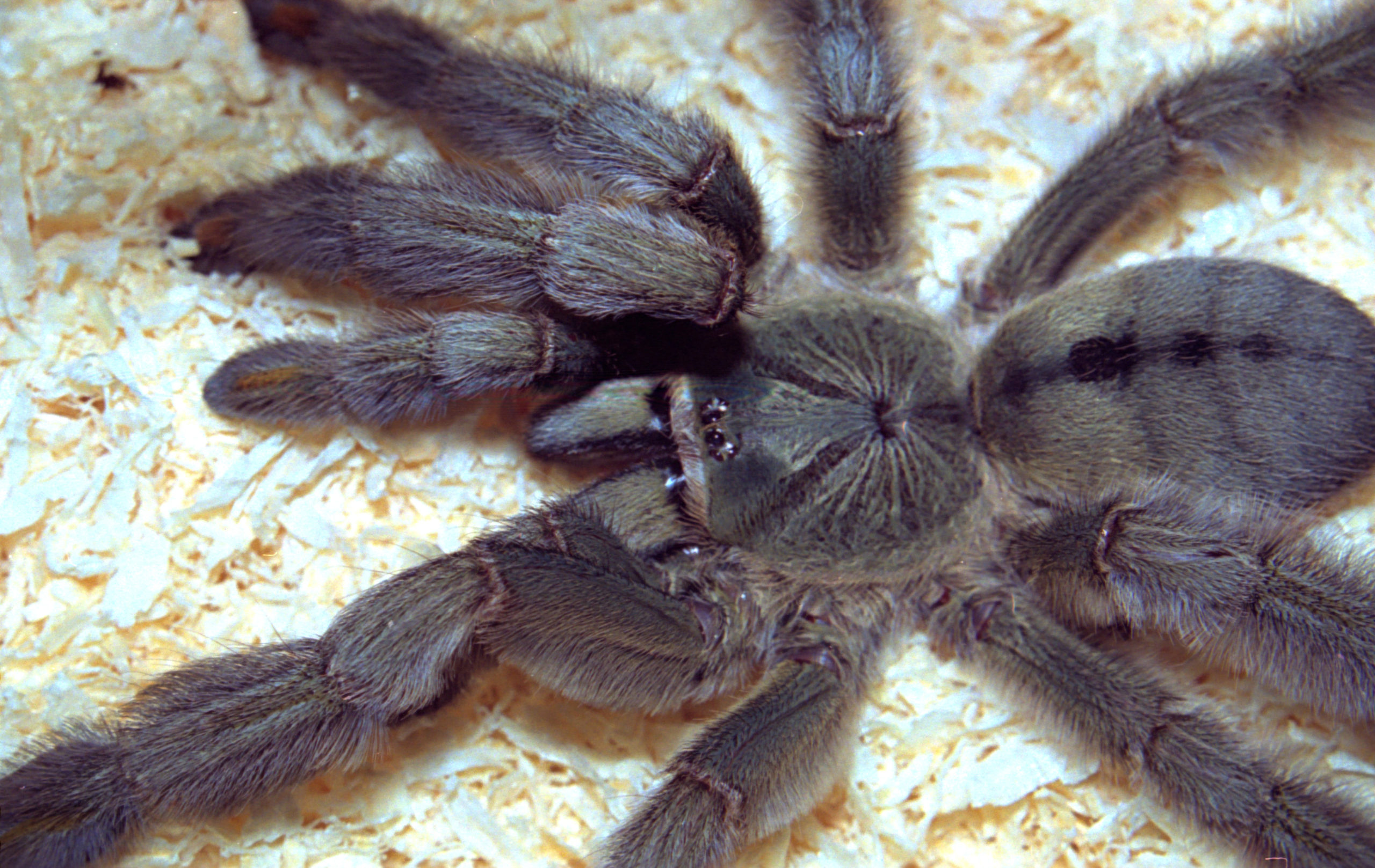 Trinidad Chevron Tarantula 7in/17.8cm, The Top 30 Worlds Biggest Spiders 2022 Update