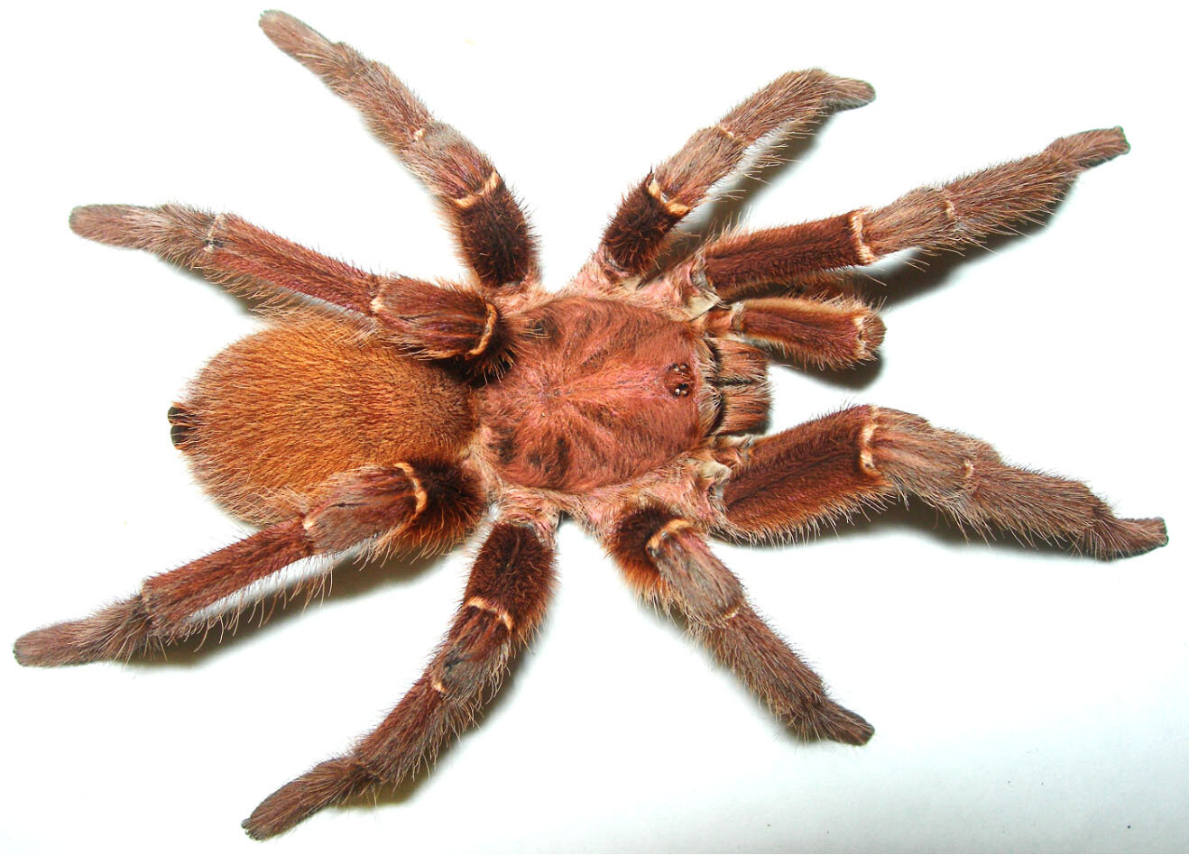 giant baboon spider
