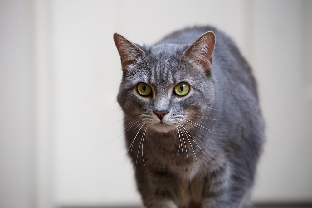 Les 100 Noms De Chats Femelles Les Plus Adorables Et Les Plus Mignons Actualites Scolaires Actuelles