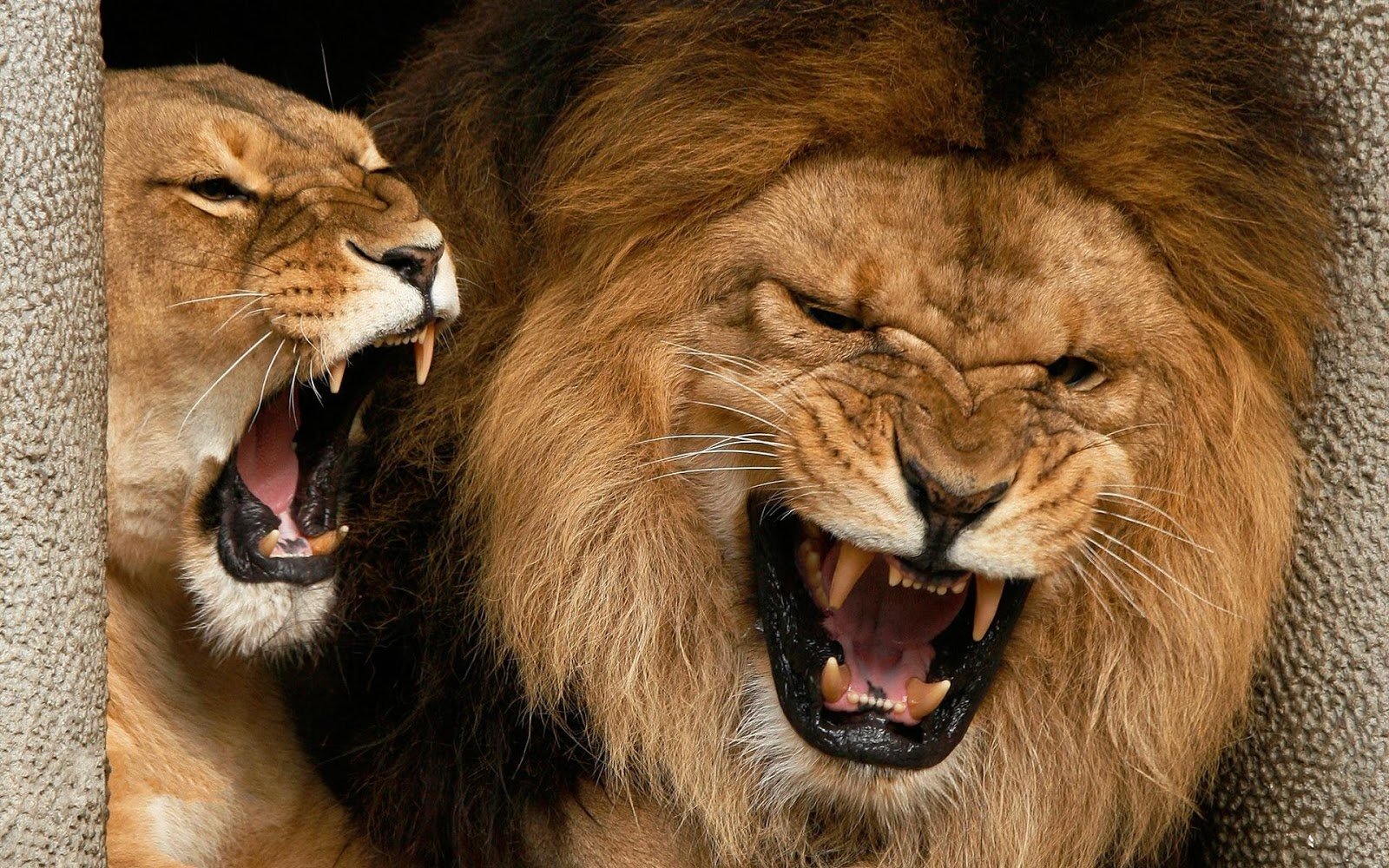Worlds Most Dangerous Animals