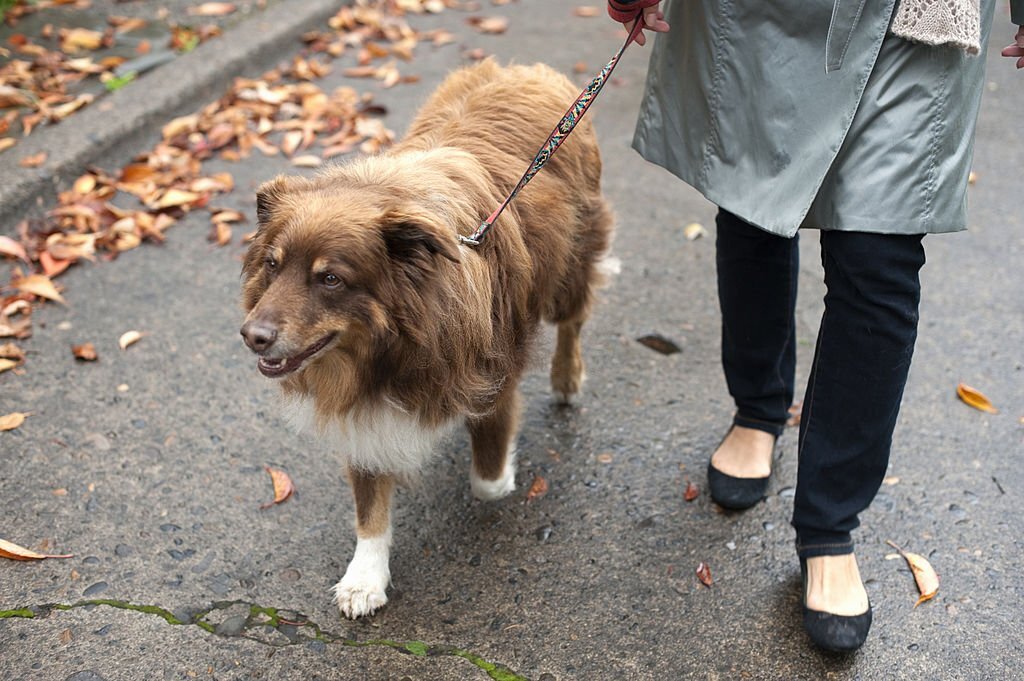 Walk Others' Pups
