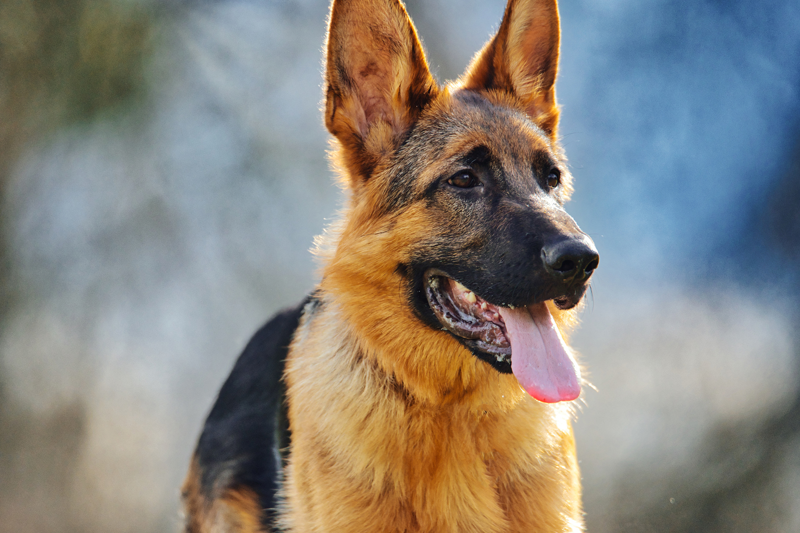 3. German Shepherd.