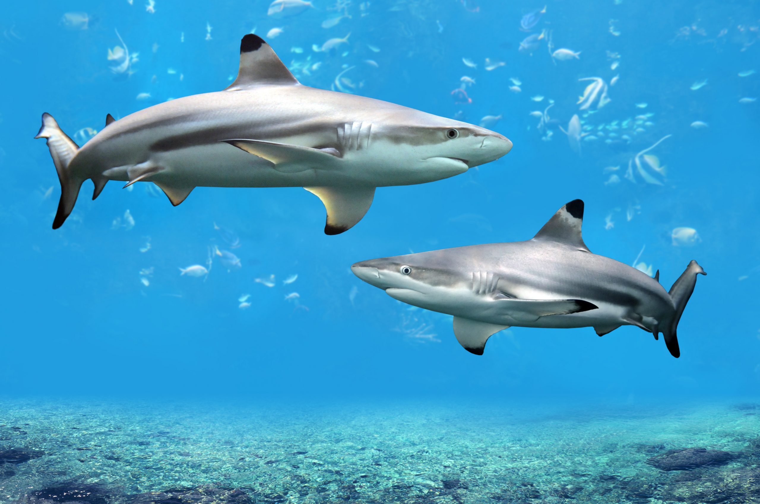 Blacktip Shark, The Top 10 Most Aggressive Shark That are Deadly