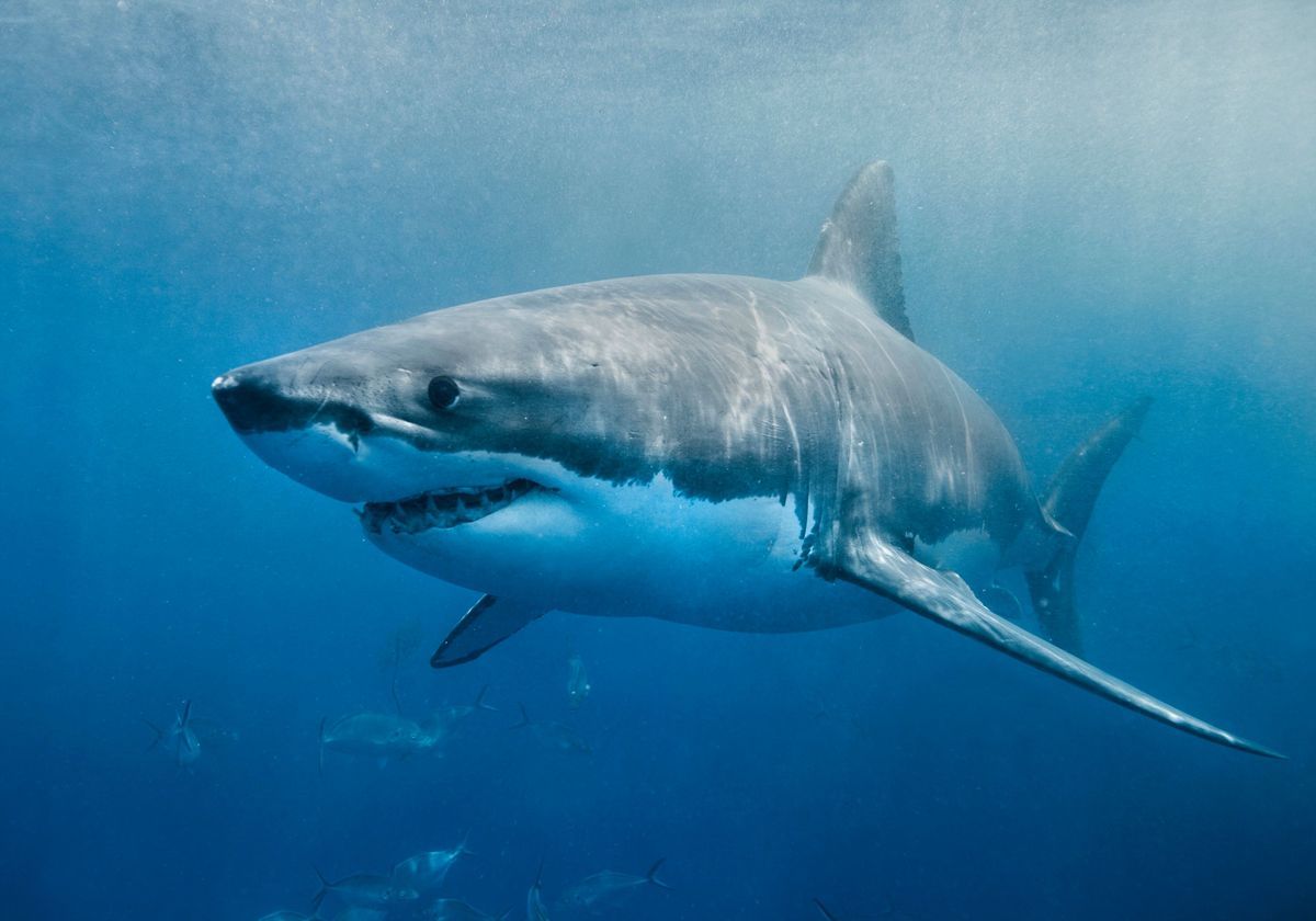 Great White, The Top 10 Most Aggressive Shark That are Deadly
