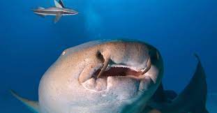 Nurse Shark, The Top 10 Most Aggressive Shark That are Deadly