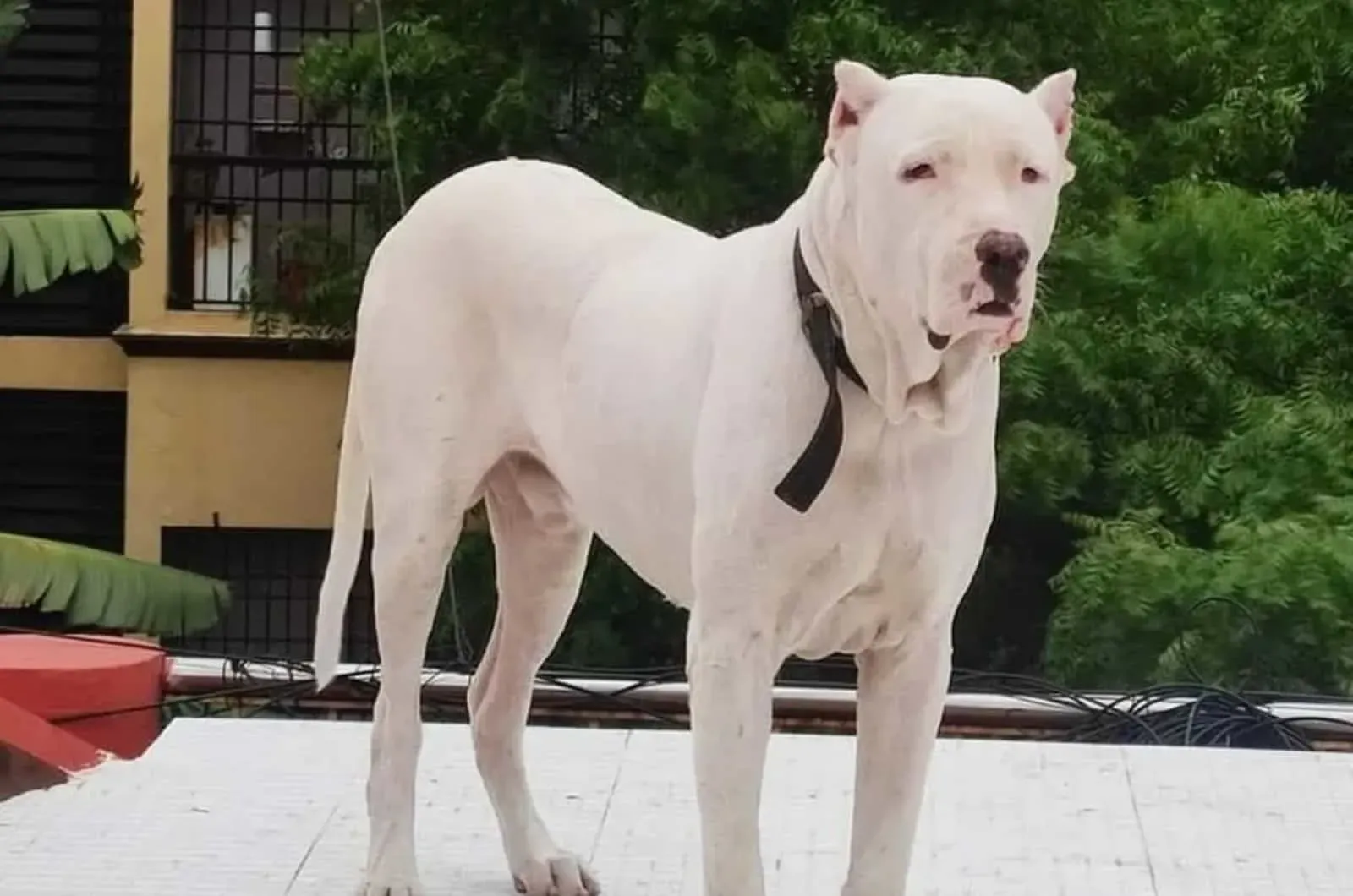 Pakistani Bulldog