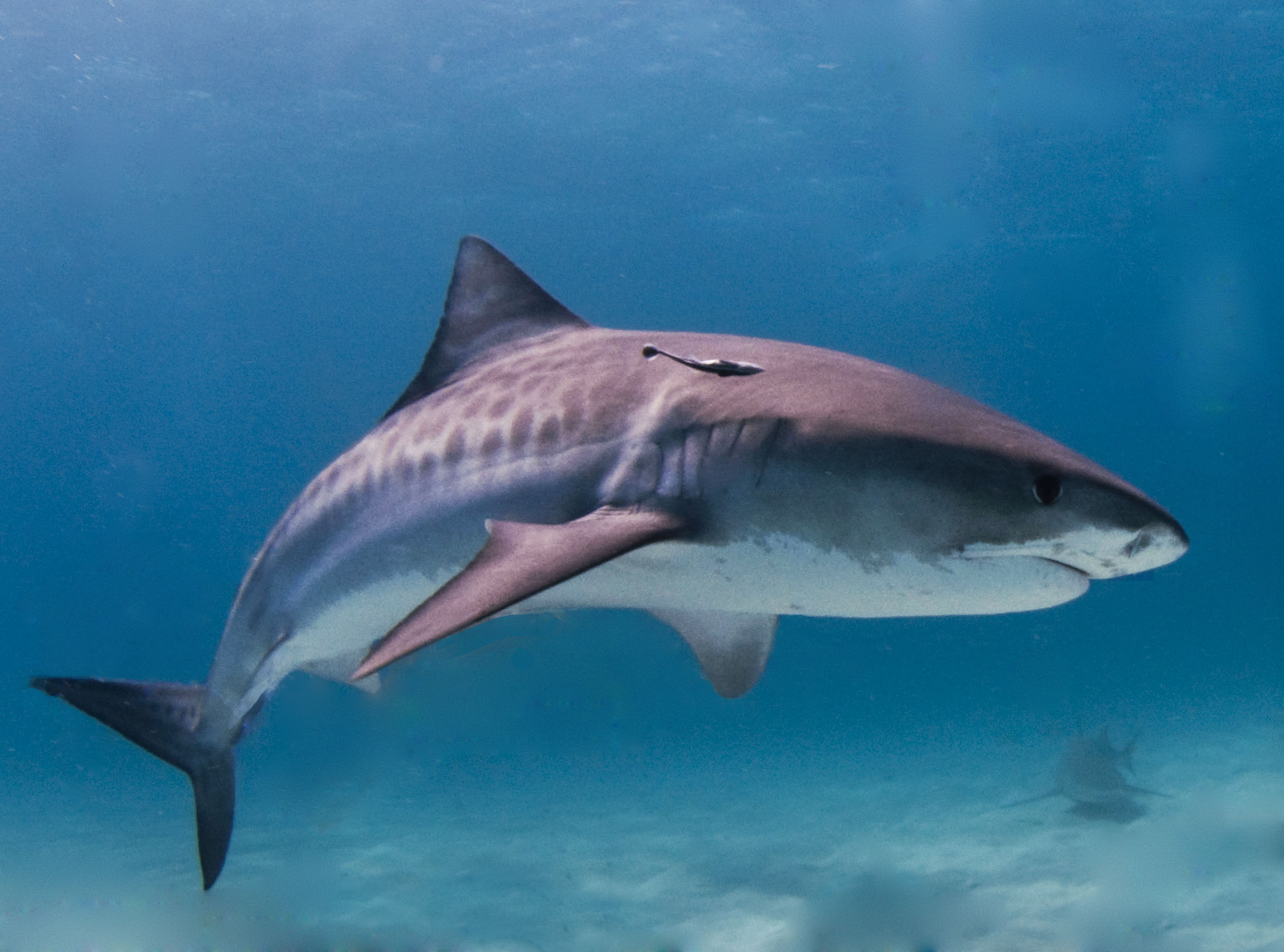 Requiem shark, The Top 10 Most Aggressive Shark That are Deadly