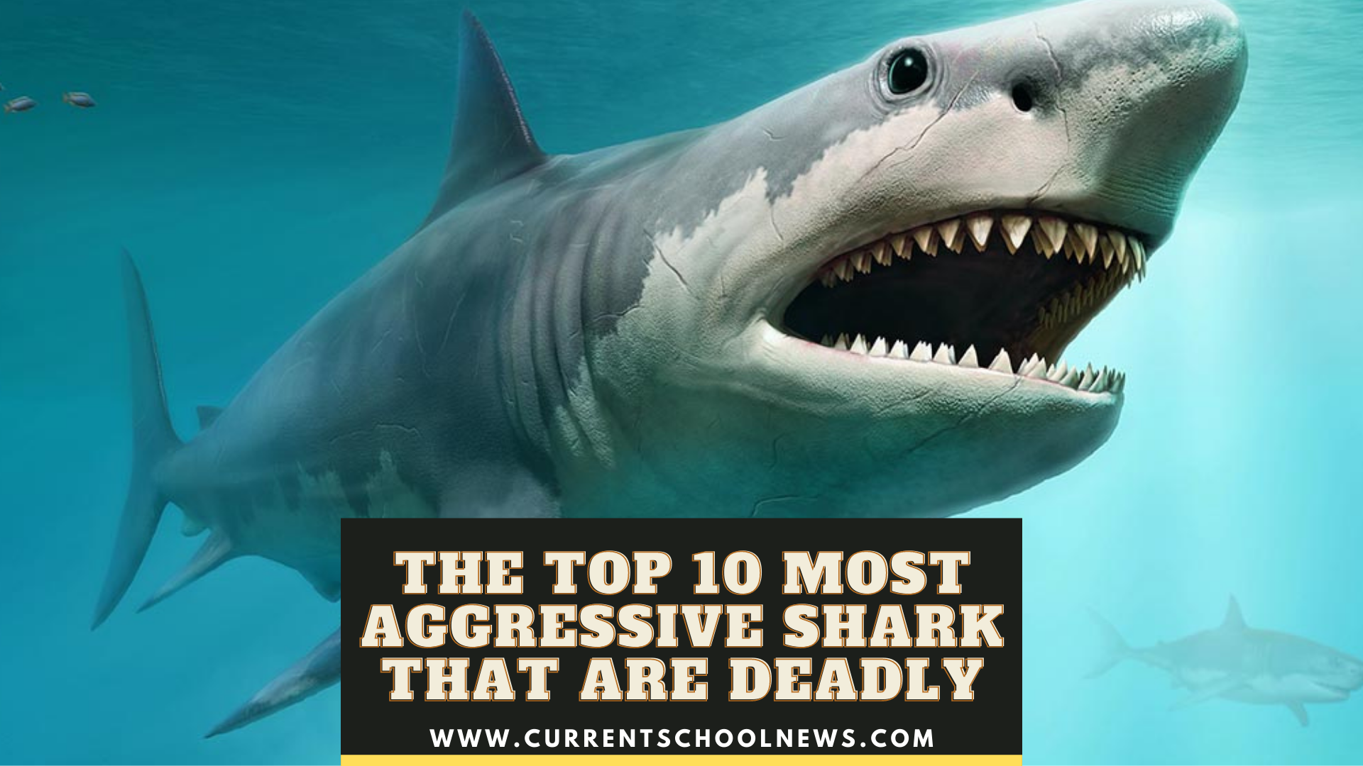 The Top 10 Most Aggressive Shark That are Deadly