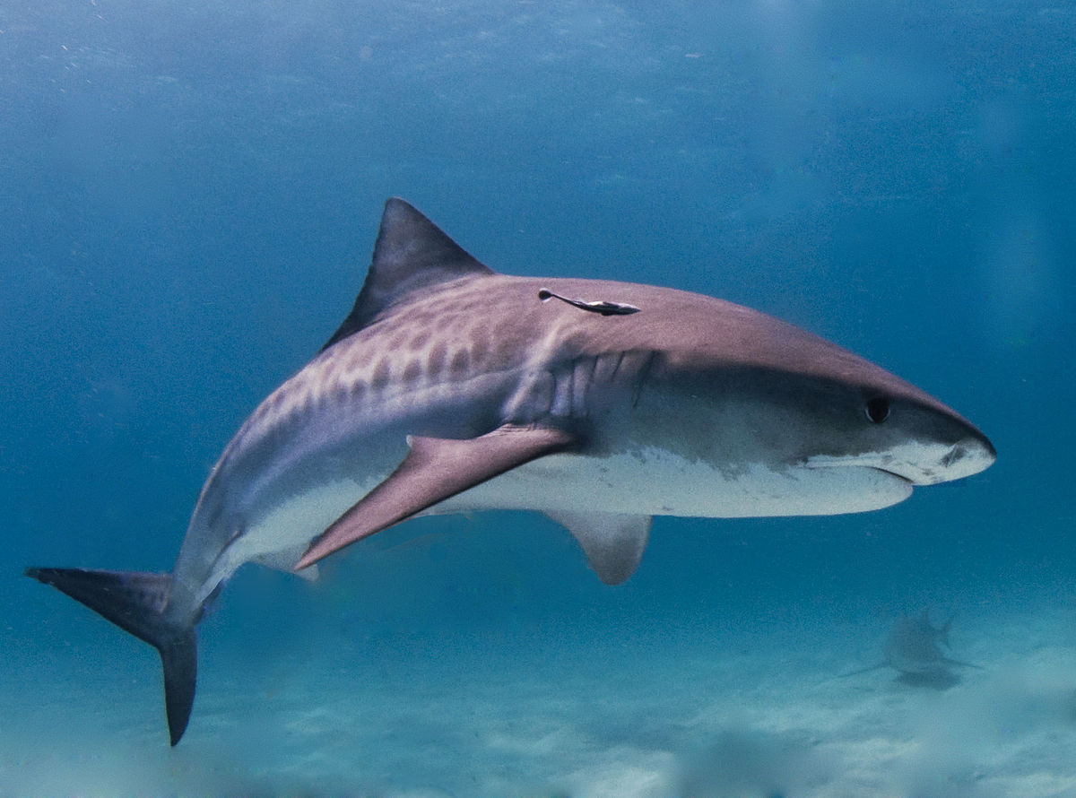 Tiger Shark, The Top 10 Most Aggressive Shark That are Deadly