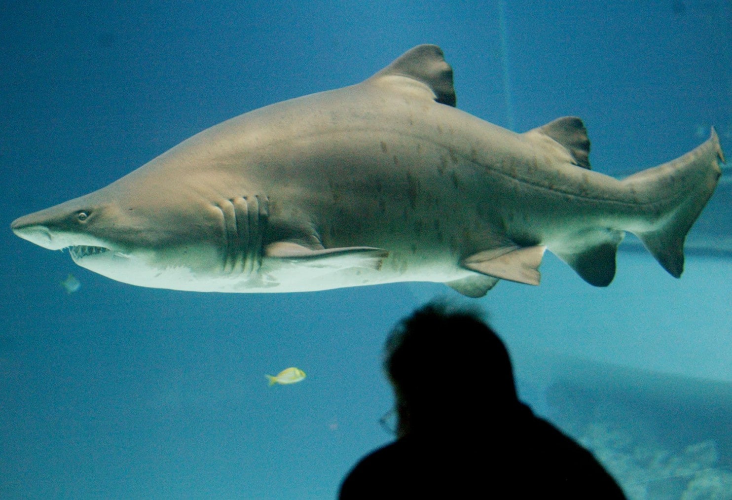 sand tiger shark, The Top 10 Most Aggressive Shark That are Deadly