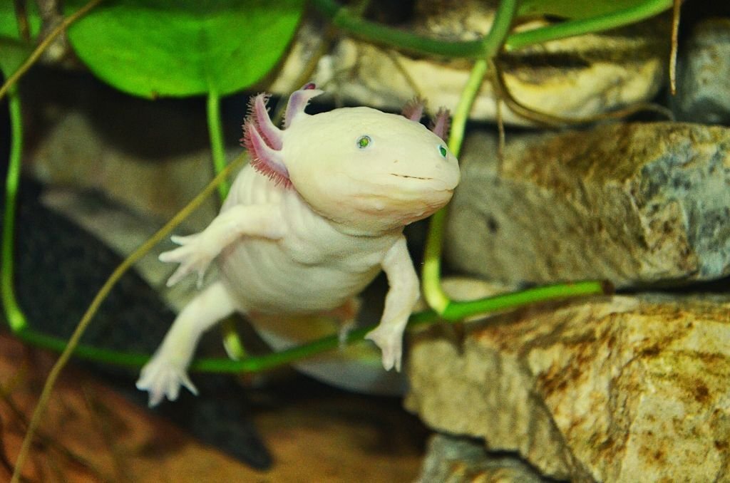 Axolotl-navne dit yndige og søde kæledyr - Aktuelle skolenyheder