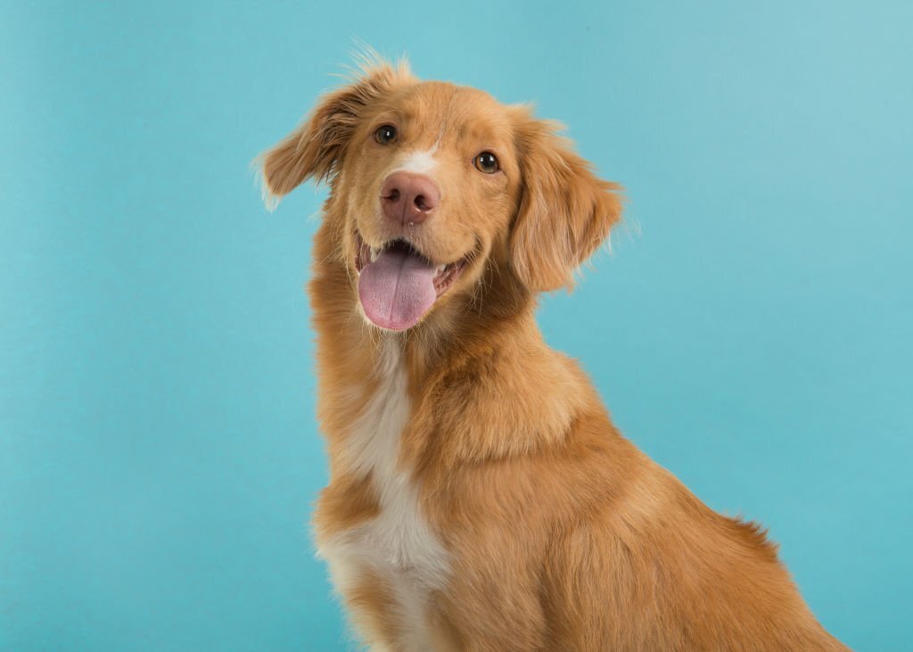 dog names that start with M