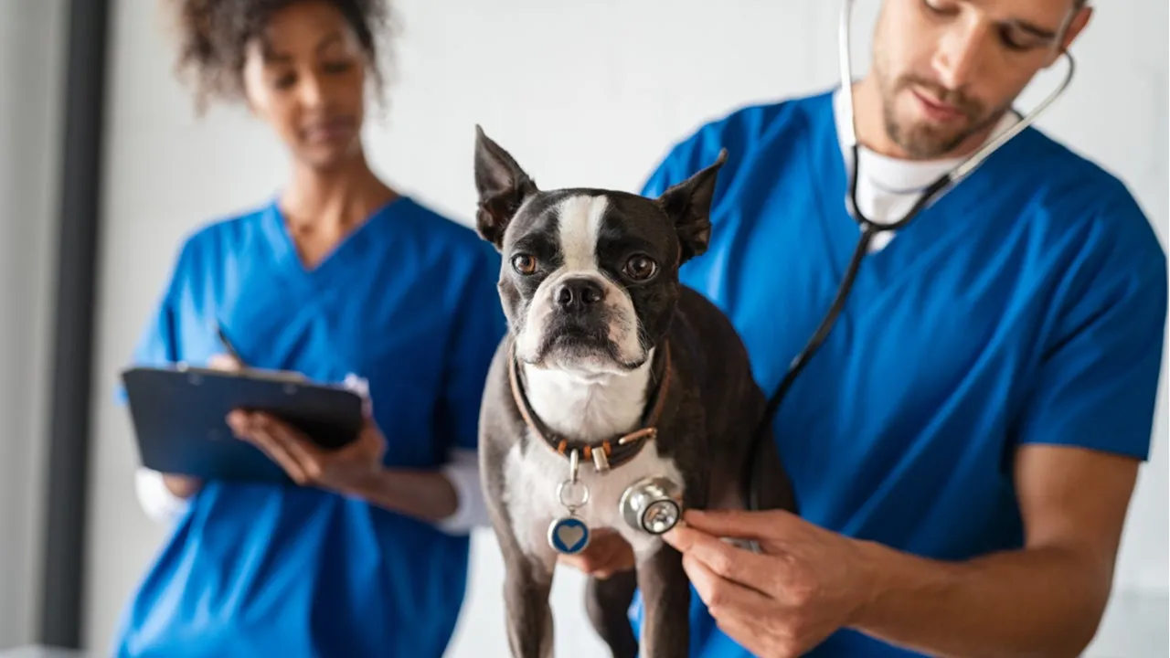 Best Veterinary Colleges in the U.S.