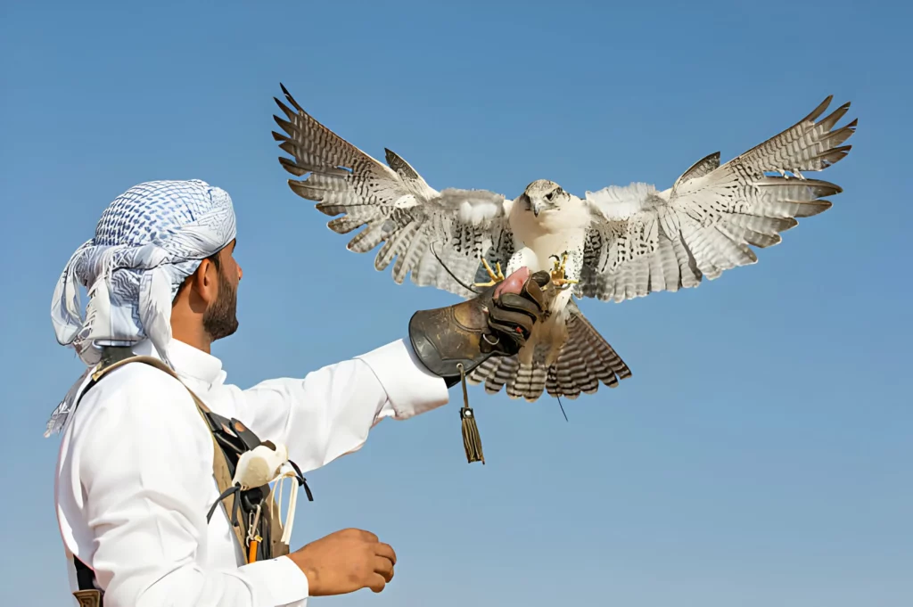 Differences Between a Hawk and a Falcon