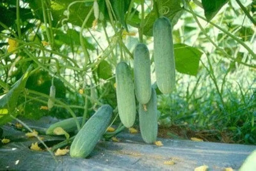 Cucumber Farming in Nigeria